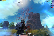 刺激战场：国际服中浪漫的樱花树，共有5处地点你知道吗