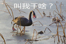 cue意思、出处、含义介绍