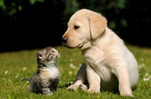 猫南北是什么梗