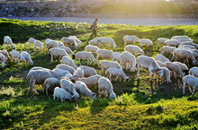 嘲羊群众什么意思