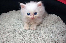 猫砂猫屎正确垃圾分类介绍