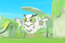 不休的乌拉拉白猫头鹰获得攻略