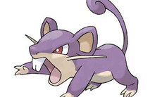 宝可梦大探险小拉达进化技能及宾果推荐