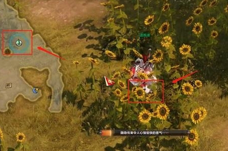 《命运方舟》向日葵岛摩可可位置